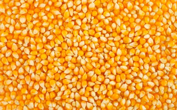 Куплю фуражную кукурузу урожая 2017 г. (оптом)
