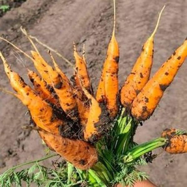 Лучшие сорта моркови мелким и крупным оптом в Барнауле, Новоалтайске и Бийске