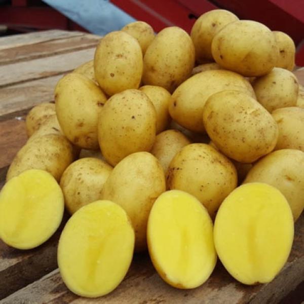 Алтайский картофель оптом для готовки, сушки, чипсов и фри